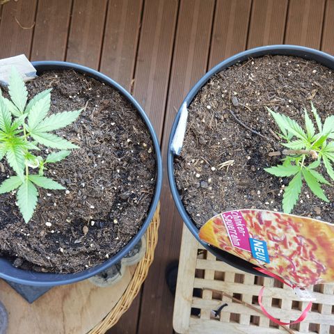 Royal Auto jack/runtz 11l growlog timeline photo