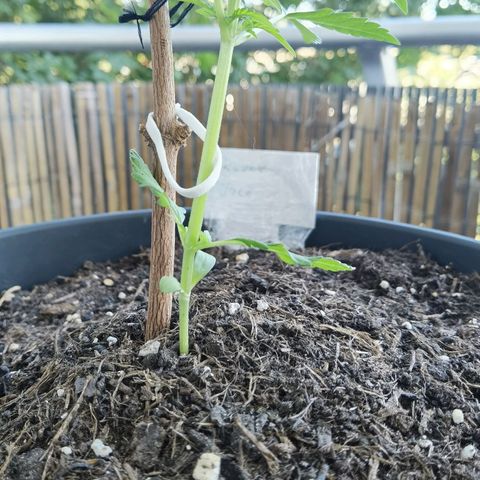 Royal Auto jack/runtz 11l growlog photo: Sieht wohl so aus als würde sie es gut überstehen. 