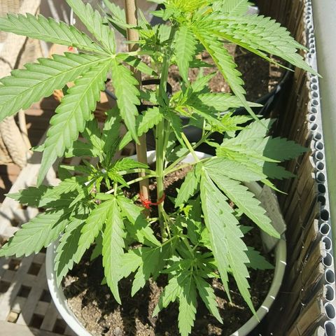 Apple fritter auto 8l growlog timeline photo