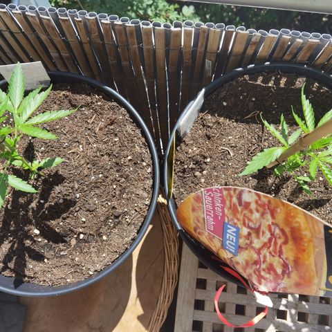 Royal Auto jack/runtz 11l growlog timeline photo