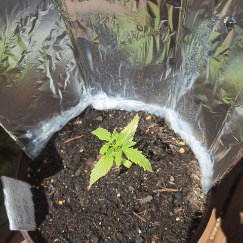 Royal runtz 3l growlog timeline photo