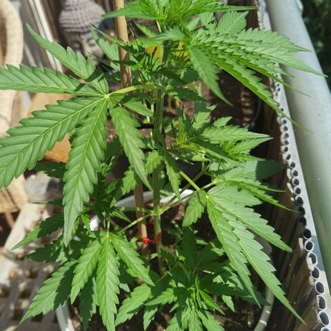 Apple fritter auto 8l growlog timeline photo