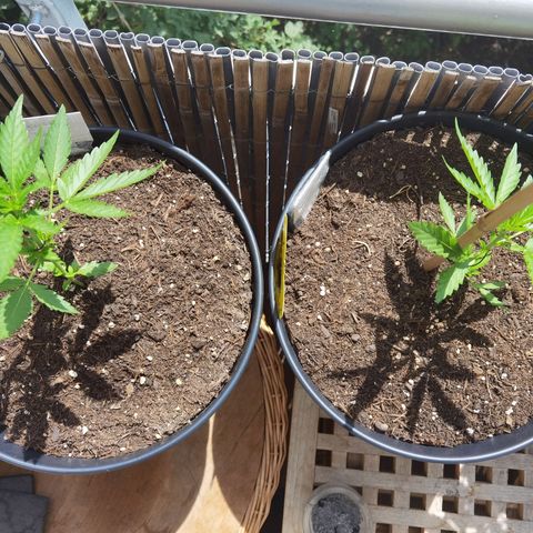 Royal Auto jack/runtz 11l growlog timeline photo