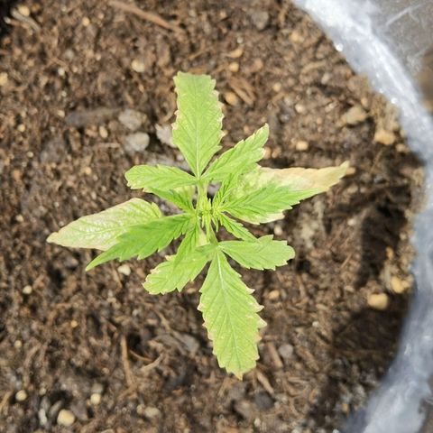 Royal runtz 3l growlog timeline photo
