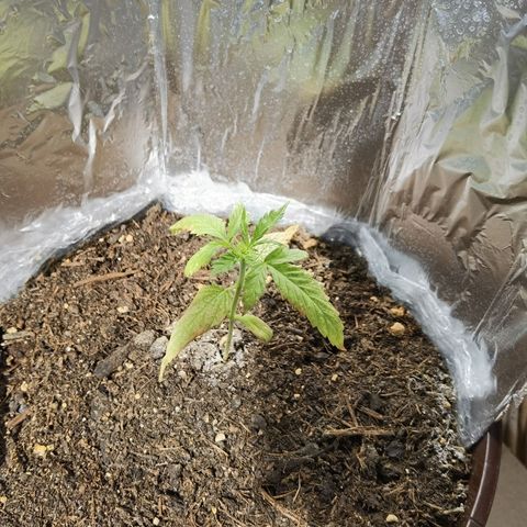 Royal runtz 3l growlog timeline photo
