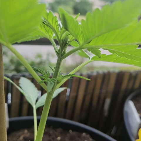 Royal Auto jack/runtz 11l growlog photo: Jack fängt an zu blühen. 