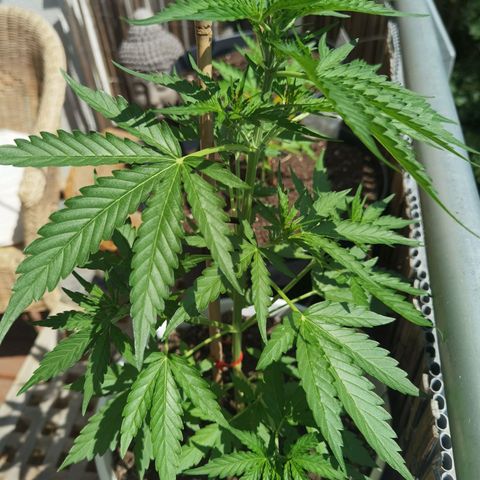 Apple fritter auto 8l growlog timeline photo