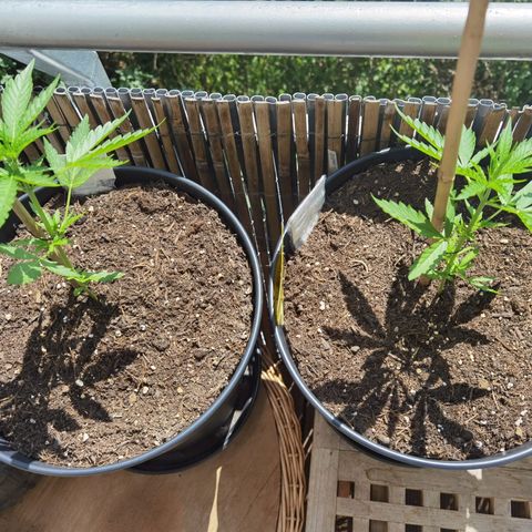 Royal Auto jack/runtz 11l growlog timeline photo