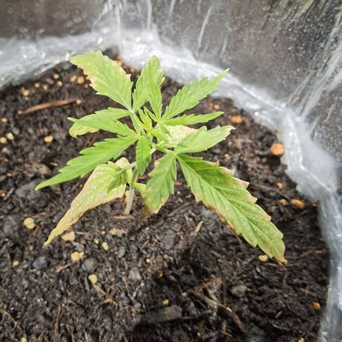 Royal runtz 3l growlog timeline photo