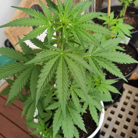 Apple fritter auto 8l growlog timeline photo