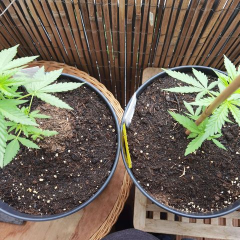 Royal Auto jack/runtz 11l growlog timeline photo