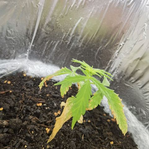 Royal runtz 3l growlog timeline photo