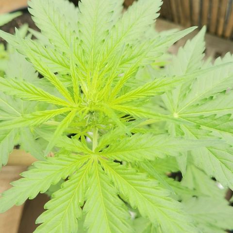 Apple fritter auto 8l growlog timeline photo