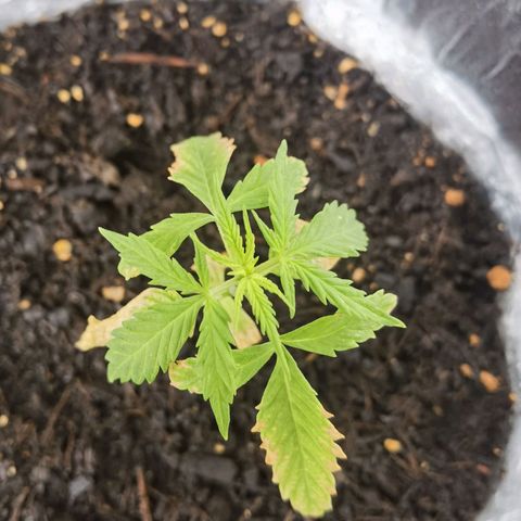 Royal runtz 3l growlog timeline photo