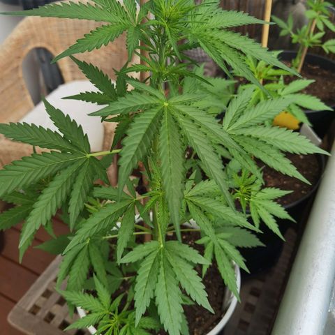 Apple fritter auto 8l growlog timeline photo