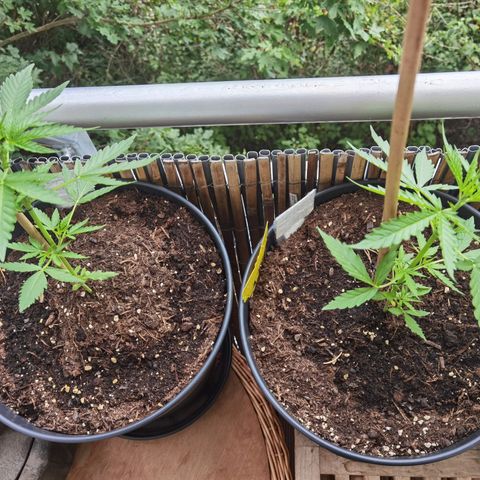 Royal Auto jack/runtz 11l growlog timeline photo