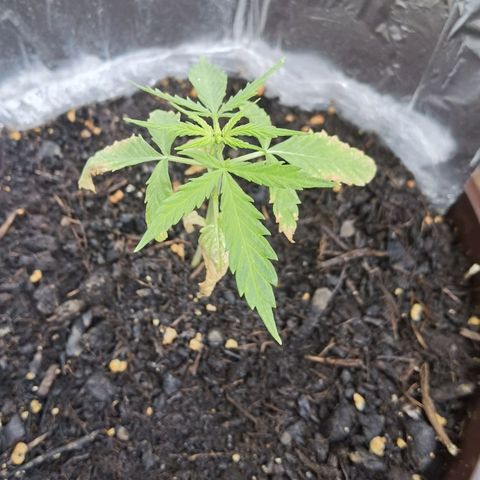 Royal runtz 3l growlog timeline photo