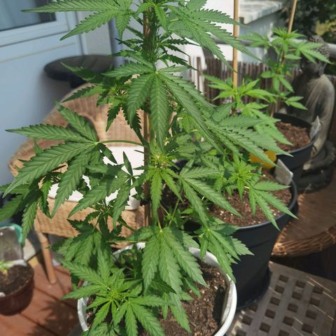 Apple fritter auto 8l growlog timeline photo
