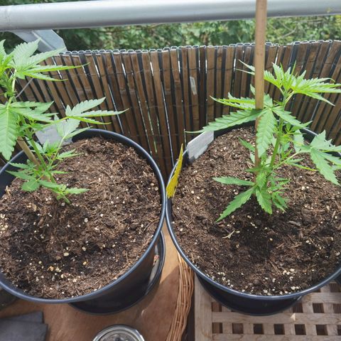 Royal Auto jack/runtz 11l growlog timeline photo