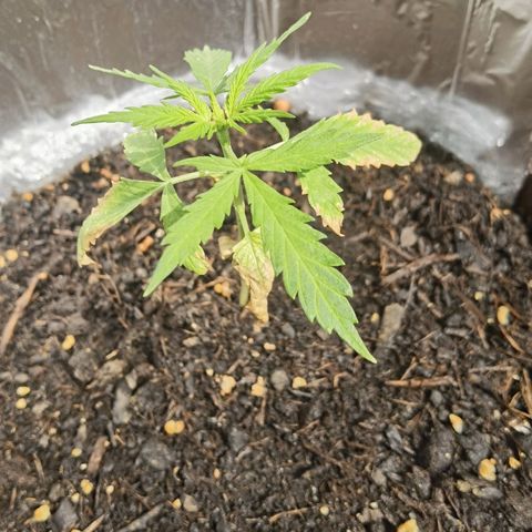 Royal runtz 3l growlog timeline photo