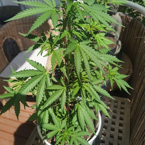 Apple fritter auto 8l growlog timeline photo
