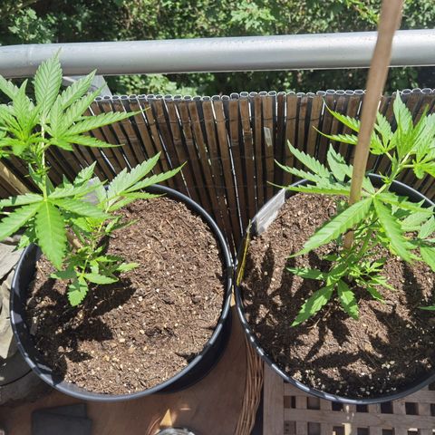 Royal Auto jack/runtz 11l growlog timeline photo