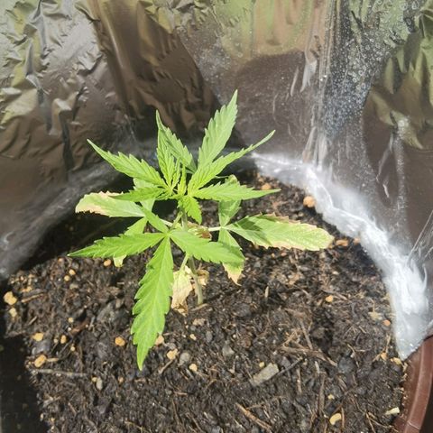 Royal runtz 3l growlog timeline photo