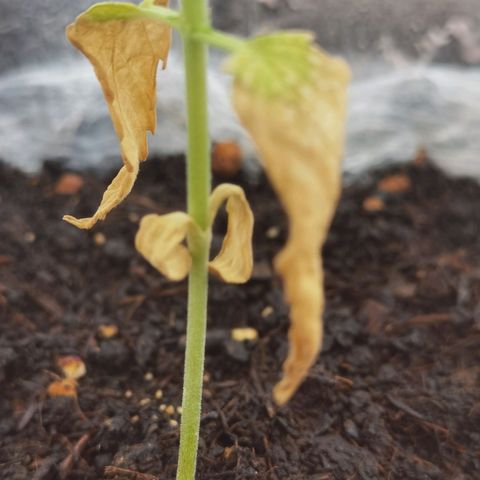 Royal runtz 3l growlog timeline photo