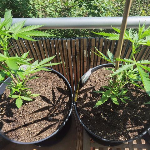 Royal Auto jack/runtz 11l growlog timeline photo