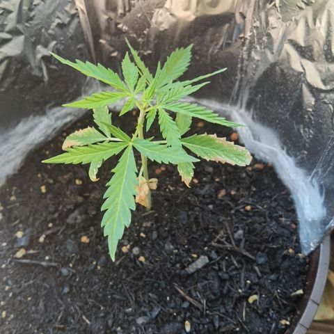 Royal runtz 3l growlog timeline photo