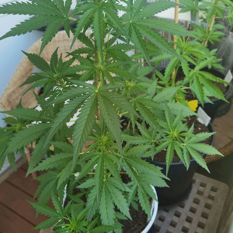 Apple fritter auto 8l growlog timeline photo