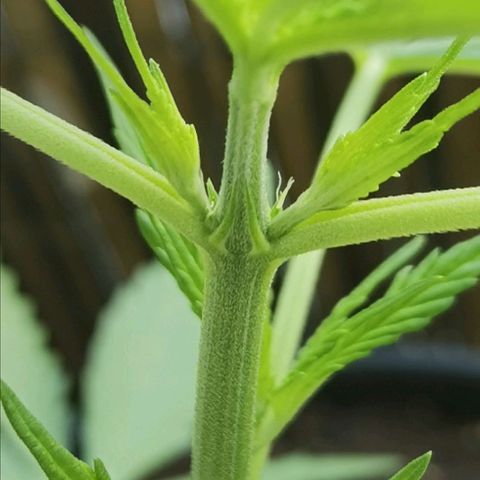 Royal Auto jack/runtz 11l growlog photo: Runtz: vorblüte hat begonnen. 