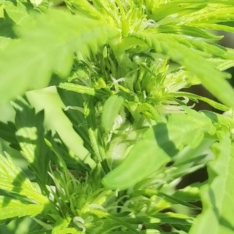 Apple fritter auto 8l growlog photo: Die "Krone" 