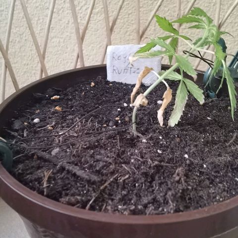 Royal runtz 3l growlog photo: Erster Versuch von LST.
Ich denke es wird kontraproduktiv sein für die ernte, da sie schon Probleme mit über düngerung hatte, und somit nicht die Zeit hatt die ganzen Stress Situationen gut zu meistern. Dennoch bin ich gespannt wie eine angeschlagene Auto flower damit umgeht. 