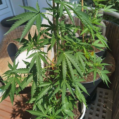 Apple fritter auto 8l growlog timeline photo