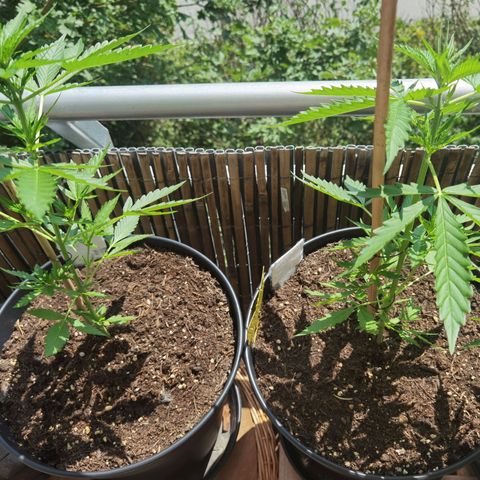 Royal Auto jack/runtz 11l growlog timeline photo