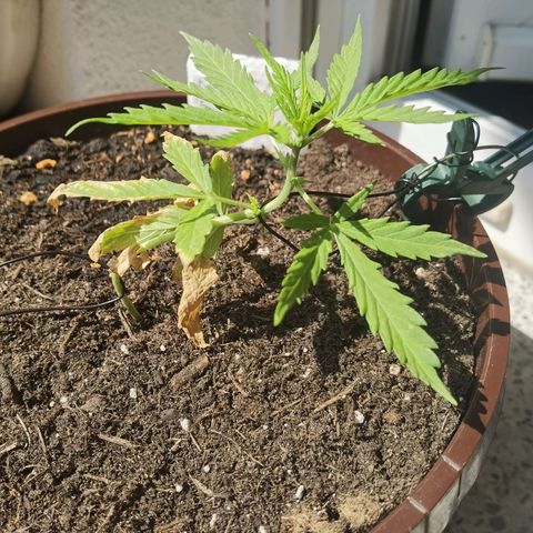Royal runtz 3l growlog timeline photo