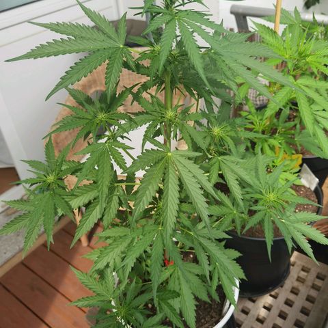 Apple fritter auto 8l growlog timeline photo
