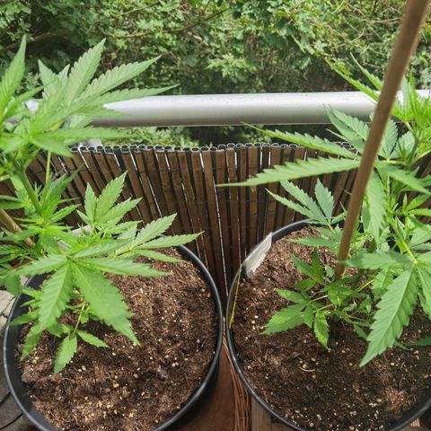 Royal Auto jack/runtz 11l growlog timeline photo