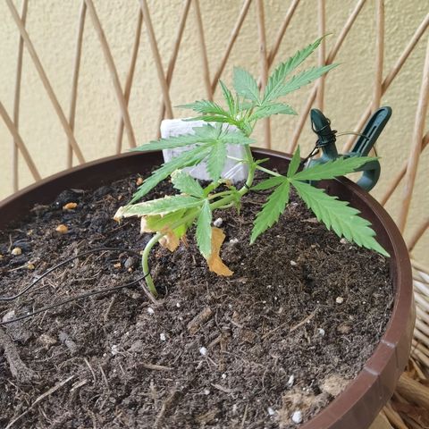 Royal runtz 3l growlog timeline photo