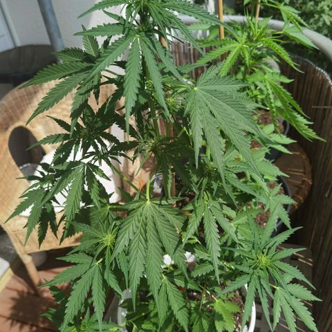 Apple fritter auto 8l growlog timeline photo