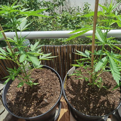 Royal Auto jack/runtz 11l growlog timeline photo