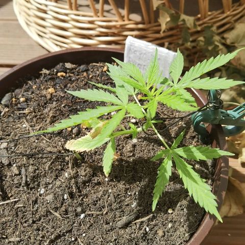Royal runtz 3l growlog timeline photo