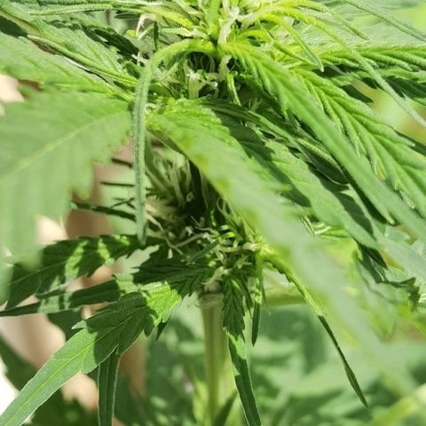 Apple fritter auto 8l growlog timeline photo
