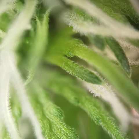 Apple fritter auto 8l growlog photo: Erste Bilder x200