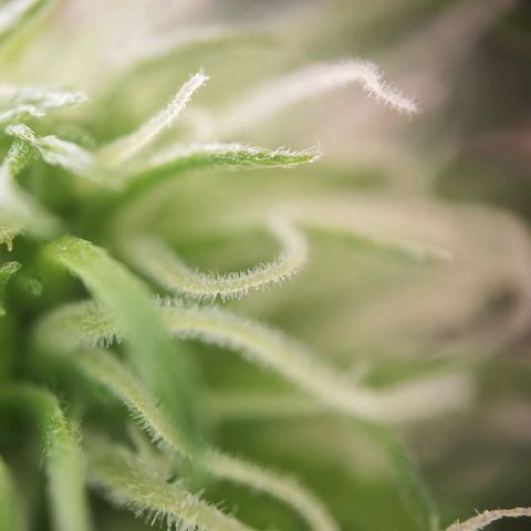 Apple fritter auto 8l growlog photo: Erste Bilder x200