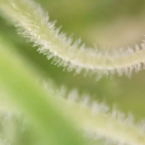 Apple fritter auto 8l growlog photo: Erste Bilder x200