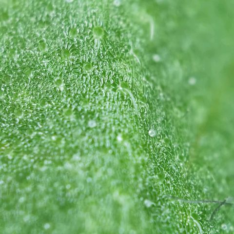 Royal runtz 3l growlog photo: Cannabis Blatt. 
