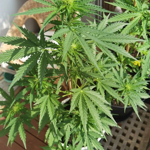 Apple fritter auto 8l growlog timeline photo