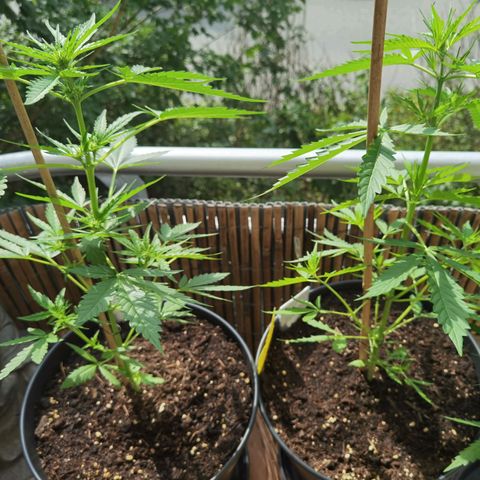 Royal Auto jack/runtz 11l growlog timeline photo